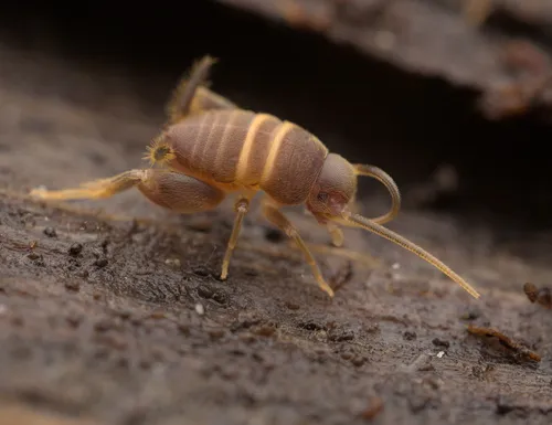 Ants'-nest Cricket