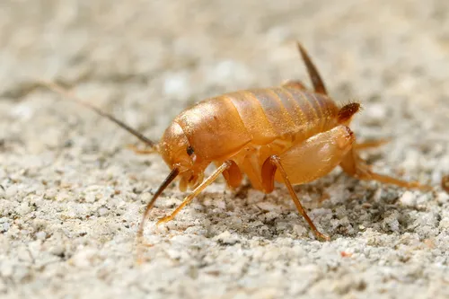 Myrmecophilus aequispina