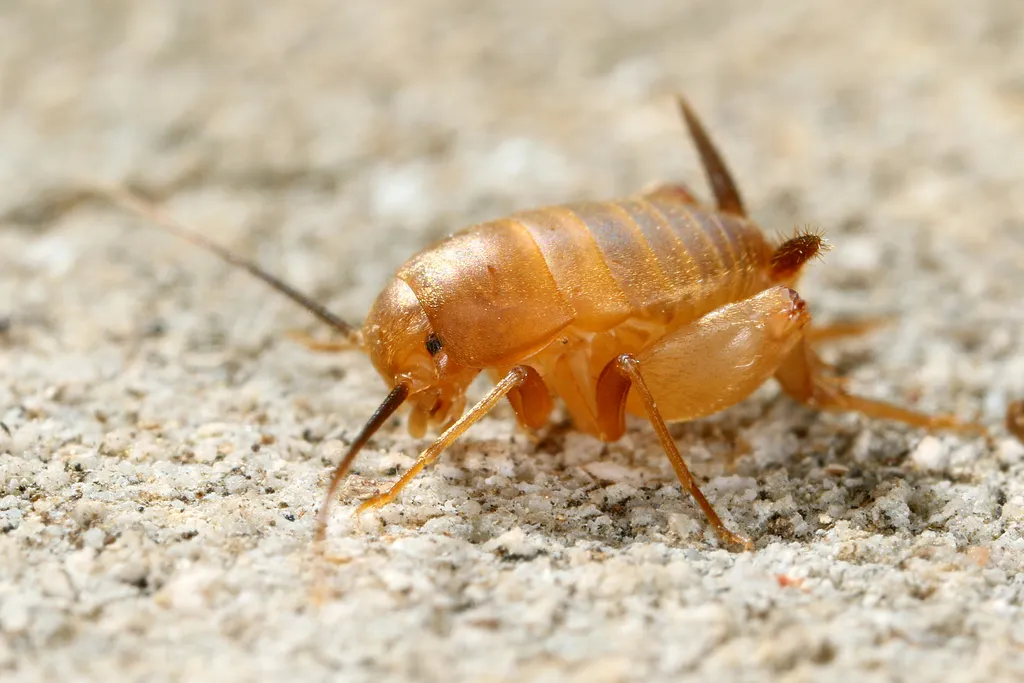 Myrmecophilus aequispina - photo 2
