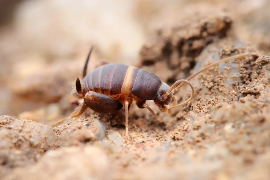 Myrmecophilus albicinctus - photo 2