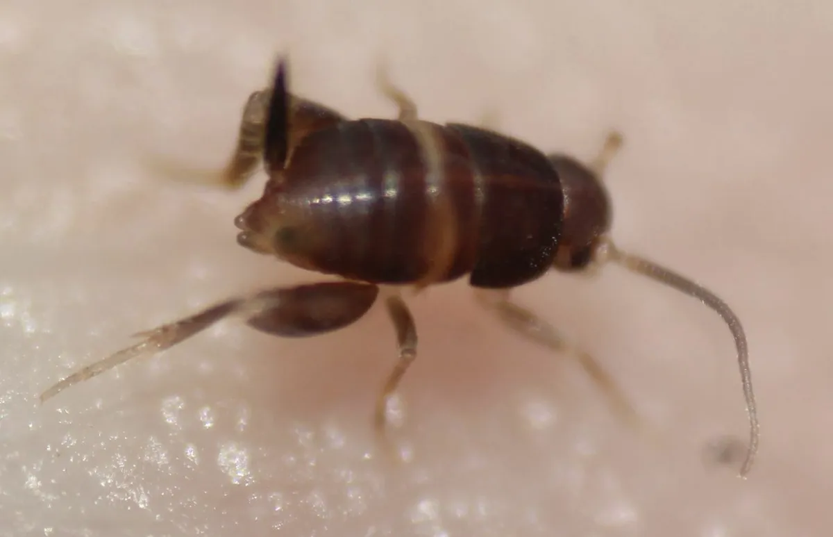 Old World Ant Cricket