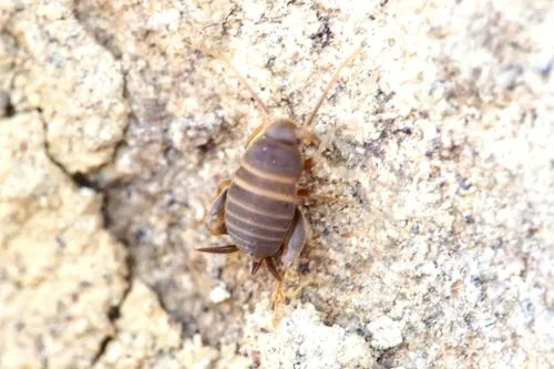 Myrmecophilus fuscus