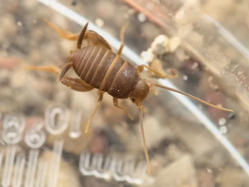 Myrmecophilus gallicus