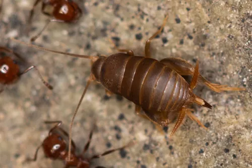 Myrmecophilus hirticaudus