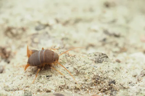 Myrmecophilus kinomurai