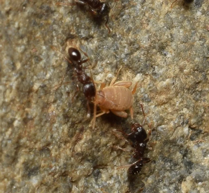 Myrmecophilus kubotai - photo 2