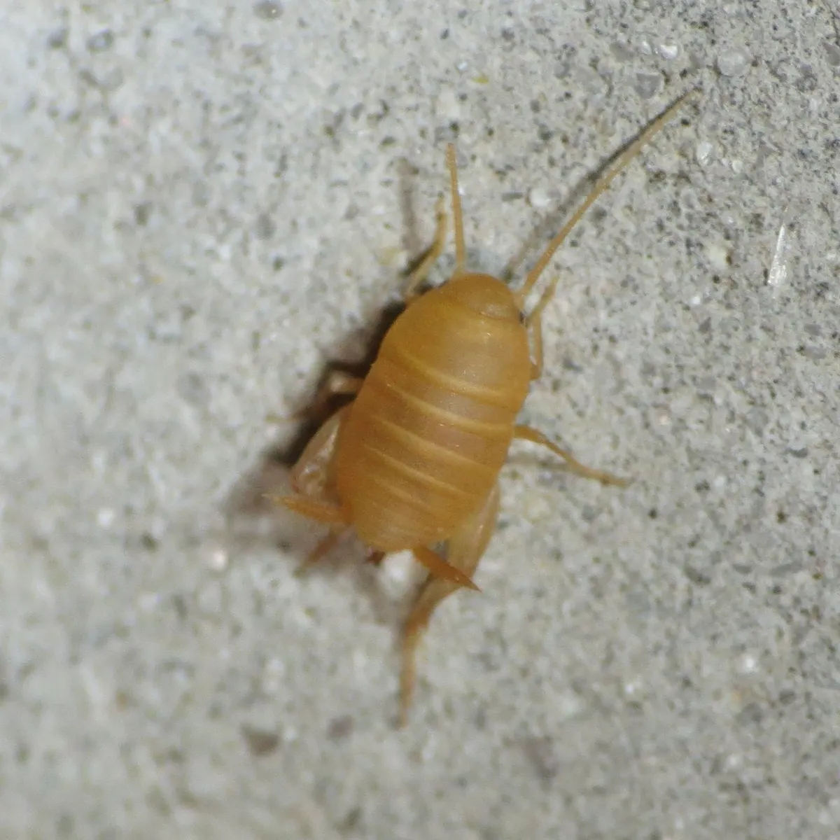 Desert Ant Cricket - photo 3