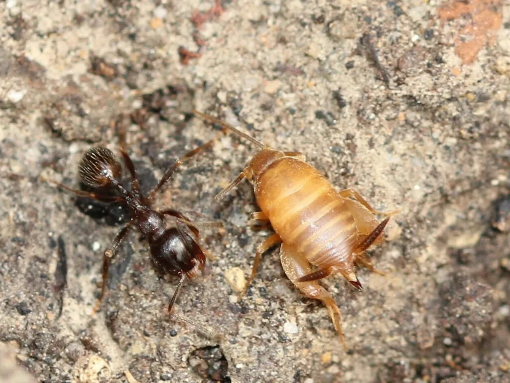 Mediterranean Ant-cricket - photo 2