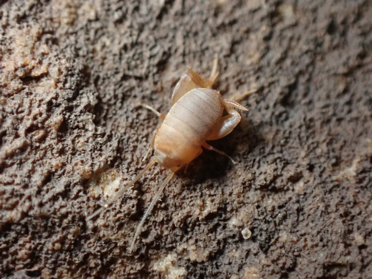 Nebraska Ant Cricket - photo 2