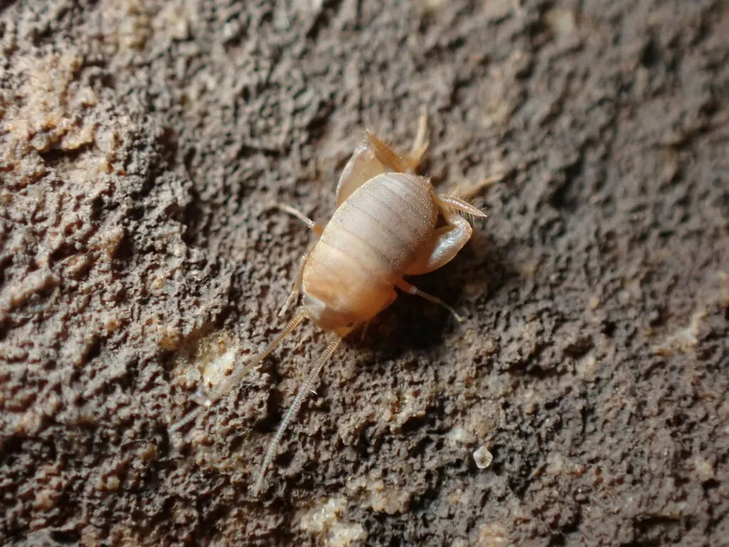 Nebraska Ant Cricket - photo 3