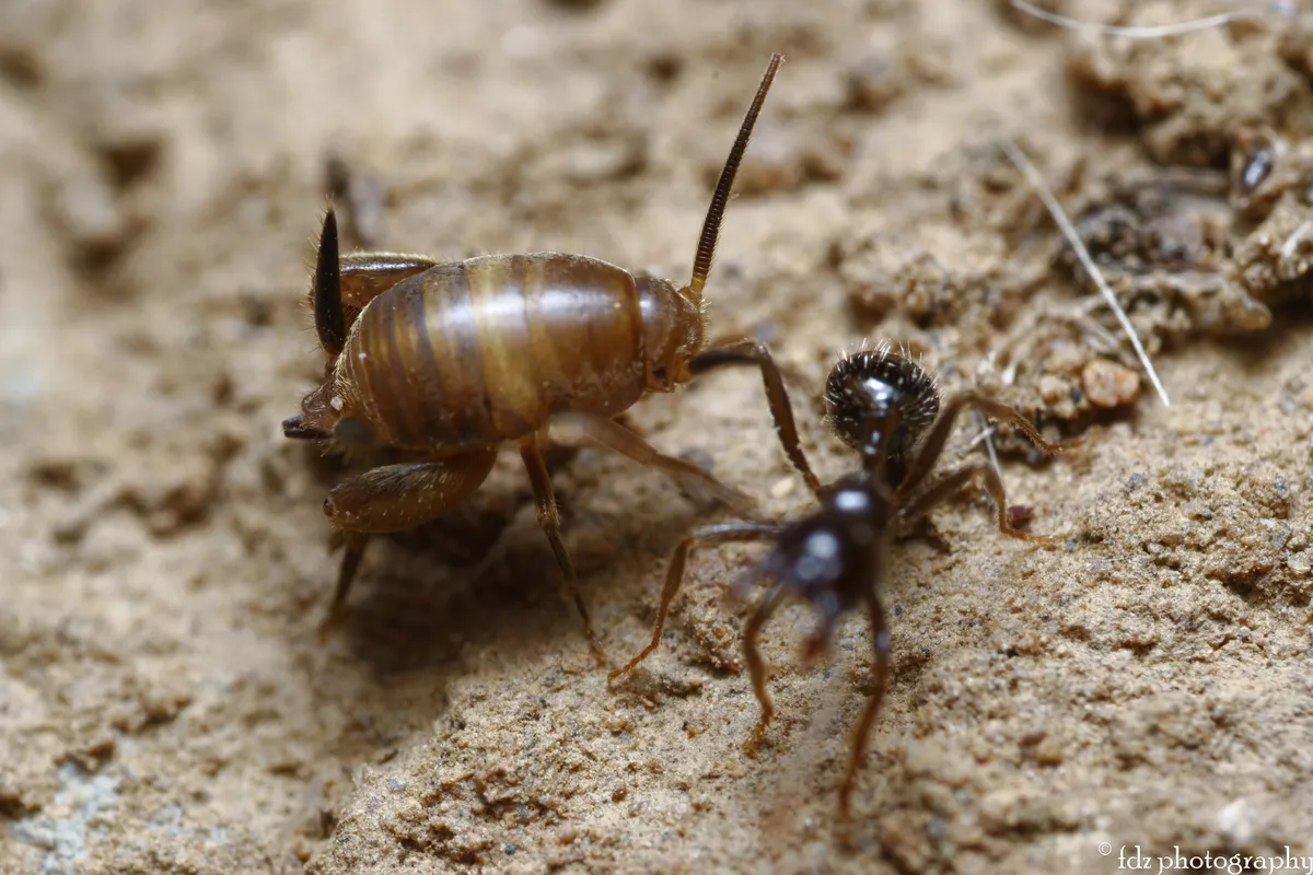 Myrmecophilus ochraceus
