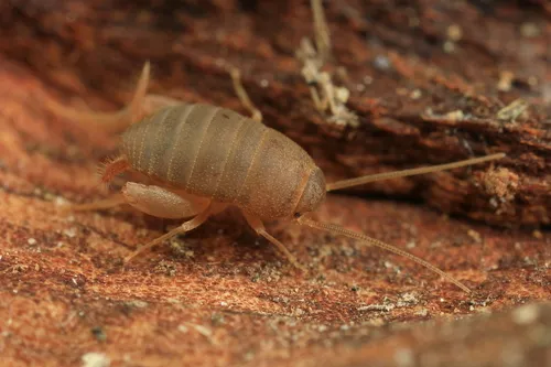 Oregon Ant Cricket - photo 2