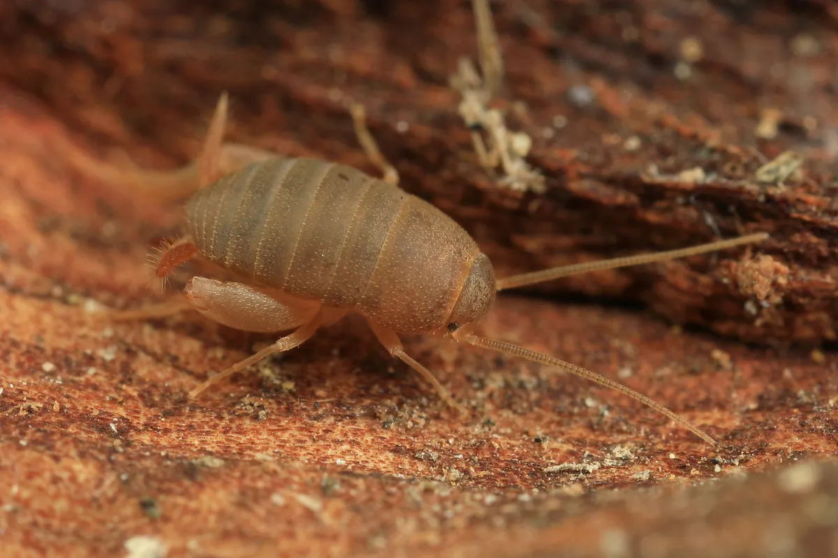 Oregon Ant Cricket - photo 3