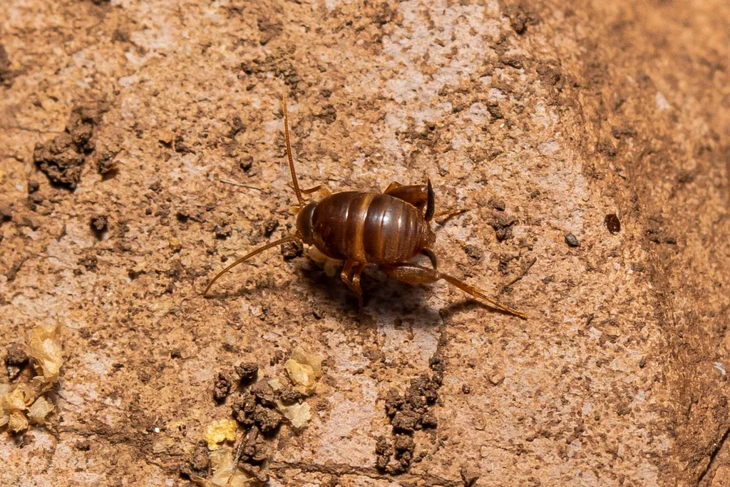 Oriental Ant Cricket - photo 2