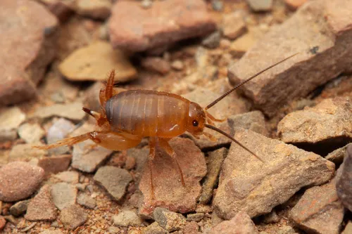 Myrmecophilus parachilnus