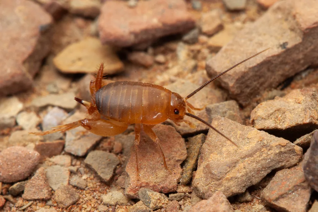 Myrmecophilus parachilnus - photo 2