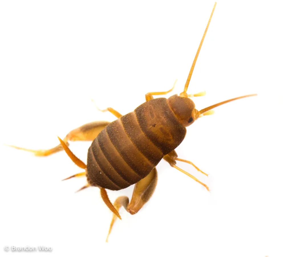 Eastern Ant Cricket - photo 2