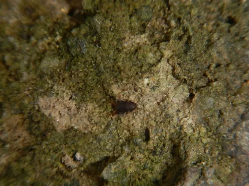 Myrmecophilus quadrispinus