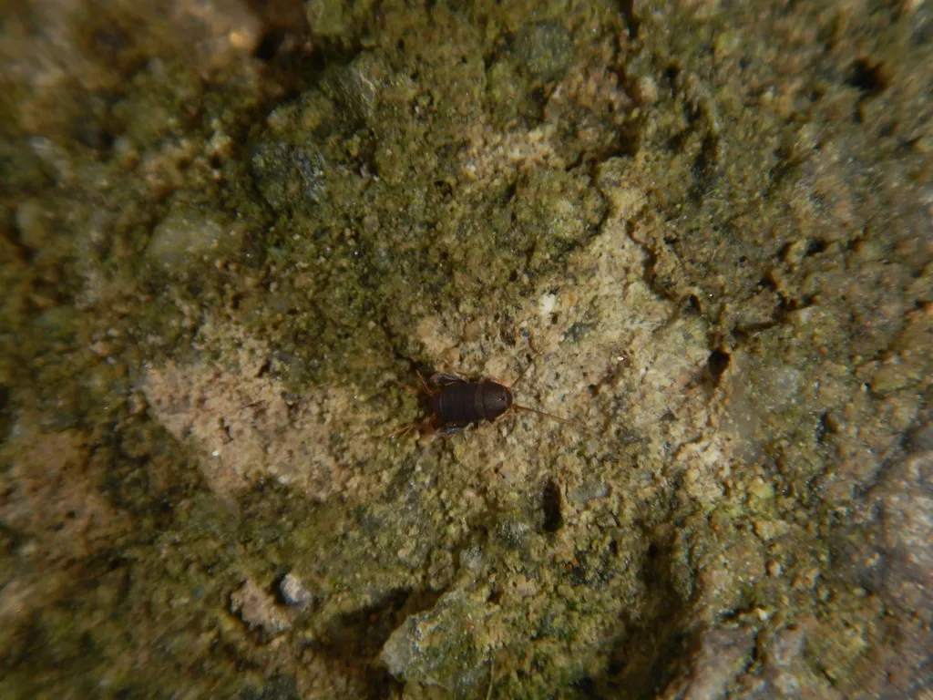 Myrmecophilus quadrispinus - photo 2