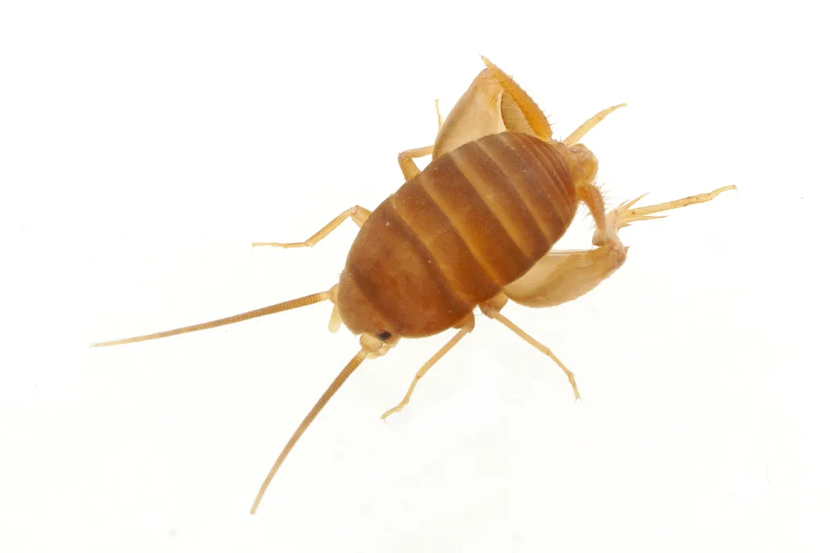 Myrmecophilus sapporensis - photo 3