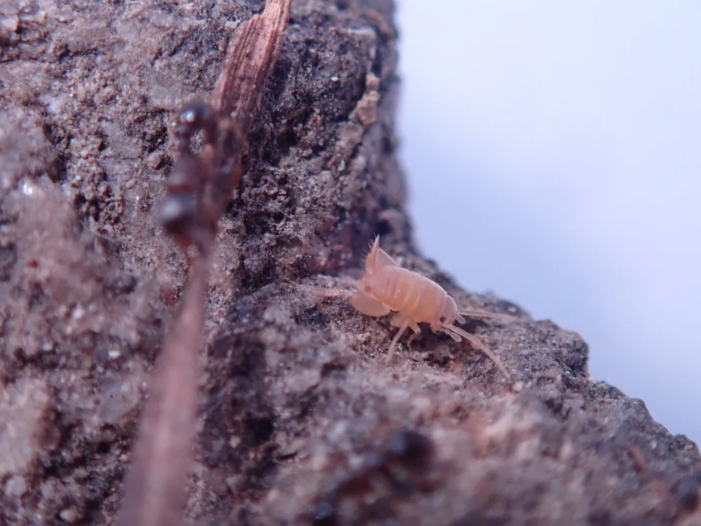 Myrmecophilus tetramorii - photo 2
