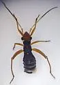 Myrmecophyes oregonensis - photo 2