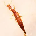 Myrmecosaurus ferrugineus - photo 3