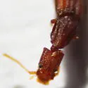 Myrmecosaurus ferrugineus - photo 4