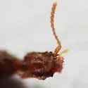 Myrmecosaurus ferrugineus - photo 5