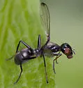 Myrmecothea myrmecoides