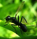 Myrmecothea myrmecoides - photo 2