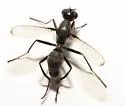 Myrmecothea myrmecoides - photo 3