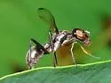 Myrmecothea myrmecoides - photo 4