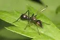 Myrmecothea myrmecoides - photo 5