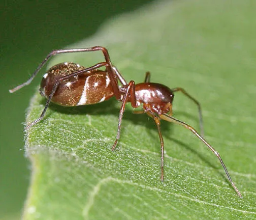 Myrmecotypus lineatus - photo 2