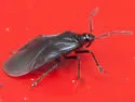 Myrmedobia exilis