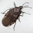 Myrmedobia exilis - photo 2