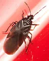 Myrmedobia exilis - photo 3