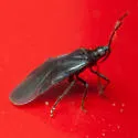 Myrmedobia exilis - photo 4