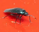 Myrmedobia exilis - photo 5