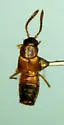 Myrmedonota aidani - photo 2