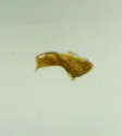 Myrmedonota aidani - photo 3