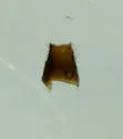 Myrmedonota aidani - photo 4