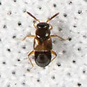Myrmedonota lewisi