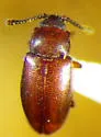 Myrmedophila americana