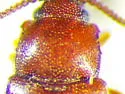 Myrmedophila americana - photo 2