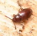 Myrmedophila americana - photo 3