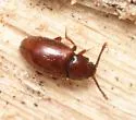 Myrmedophila americana - photo 4
