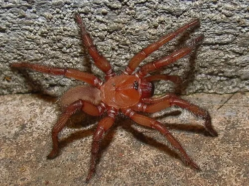 Comstock's Wafer Trapdoor Spider