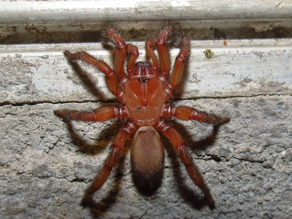 Comstock's Wafer Trapdoor Spider - photo 3